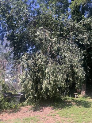 Fallen branch tangled in canopy