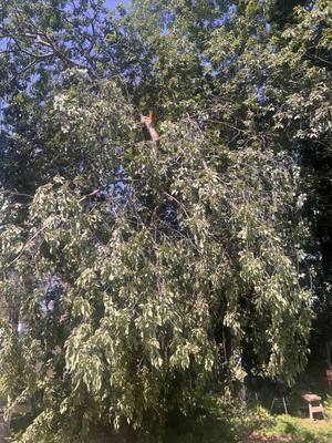 Fallen branch, second angle