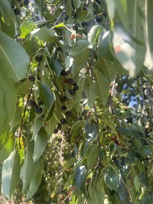 Close-up of leaves and dark round fruit