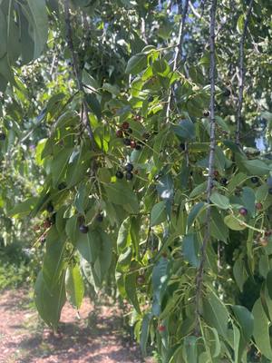 Close-up of leaves and fruit, second view