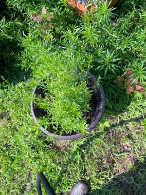 Cleavers volunteer in pot