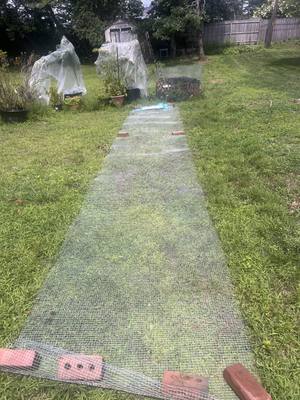 Wider view of the mesh strip and yard, near the netted potted trees and compost pile