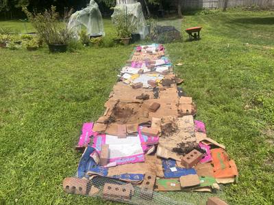 Full length of the cardboard-covered bed, wheelbarrow and netted potted trees in background