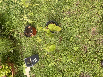 Blackberry cane with reddish stems and serrated leaves, next to the paw paw pot