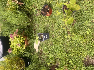 Paw paw and blackberry pots near a terracotta hydrangea pot