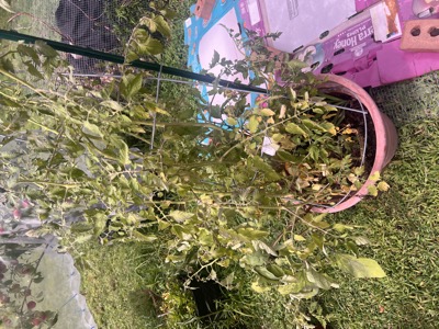 Caged tomato plant in a terracotta pot, part of the same staging area