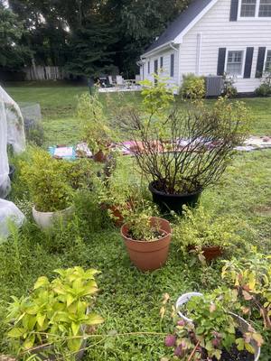 Potted rose bushes staged on the lawn, one with thin bare canes