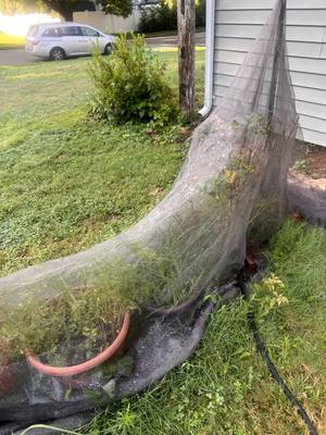 Rose bush under garden netting near the hose reel, long whippy canes