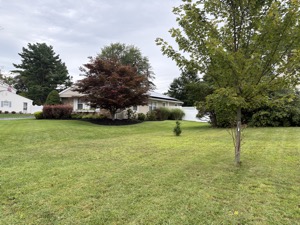 Ranch house across a wide lawn with a mature burgundy Japanese maple as the front-yard specimen tree