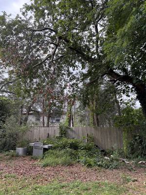 The tree canopy with the dead limb removed and a pile of green cuttings along the base of the back fence beside the grill